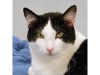 Adopt Marlene a All Black Domestic Shorthair / Mixed cat in SHERIDAN