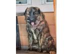 Adopt Julie a Brindle Belgian Shepherd / Mixed dog in HOUSTON, TX (36141336)