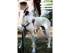 Adopt Ireland a White Great Dane / Mixed dog in Dallas, TX (32687819)