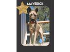 Adopt Maverick a Brindle - with White German Shepherd Dog / Mixed dog in