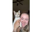 Adopt Pinto a Calico or Dilute Calico Calico / Mixed (medium coat) cat in