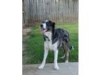 Adopt Chase a Merle Australian Shepherd / Mixed dog in Trumann, AR (33590668)