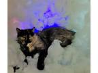 Adopt Taco a Tortoiseshell Domestic Mediumhair (medium coat) cat in Vernon