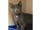 Adopt Ginny a Gray or Blue Domestic Shorthair (short coat) cat in Pottsville