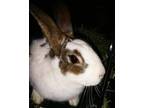 Adopt Nougat a White Other/Unknown / Mixed (short coat) rabbit in Ocala