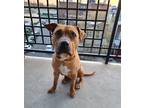 Adopt Rex a Brown/Chocolate - with White Pit Bull Terrier / Mixed dog in