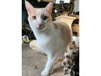 Adopt Sarah a Cream or Ivory Domestic Shorthair (short coat) cat in CLEVELAND