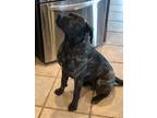 Adopt Ruth a Brindle Boxer / Labrador Retriever / Mixed dog in Harris