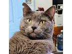 Adopt Paris a Gray or Blue Domestic Shorthair / Mixed cat in SHERIDAN
