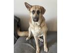 Adopt Loving Home Needed a Tan/Yellow/Fawn - with Black German Shepherd Dog /