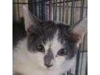 Adopt Oogie Fostered (Pat L) a Domestic Shorthair / Mixed cat in St.Jacob