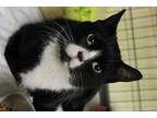 Adopt Kal a Black & White or Tuxedo Domestic Shorthair (short coat) cat in New
