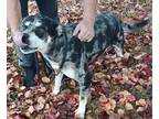 Adopt Timber a Black - with White Blue Heeler / Mixed dog in Frederick
