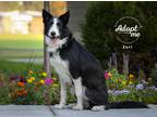 Adopt Zuri a Black - with White Border Collie / Mixed dog in Salt Lake City