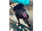 Adopt Dante a Blue Heeler / Labrador Retriever dog in Denver, CO (33785131)