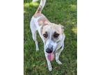 Adopt Bianca a White - with Brown or Chocolate Mixed Breed (Medium) / Hound
