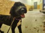 Adopt Elvis a Black Standard Poodle / English Shepherd dog in WATERLOO
