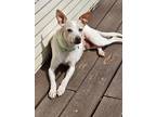 Adopt Gabriel a White - with Tan, Yellow or Fawn Terrier (Unknown Type