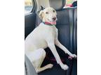 Adopt Cheerio a White Hound (Unknown Type) / Mixed dog in Richmond