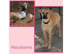 Adopt Macadamia a Brown/Chocolate Shepherd (Unknown Type) / Mixed dog in