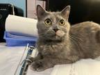 Adopt Reba a Calico or Dilute Calico Domestic Shorthair (short coat) cat in