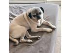 Adopt ROCKY a Tan/Yellow/Fawn - with Black Pug / Mixed dog in Phoenix