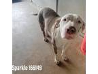 Adopt Sparkle a White - with Tan, Yellow or Fawn Pit Bull Terrier / Mixed dog in