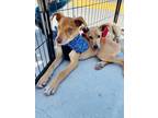 Adopt Milo a Tan/Yellow/Fawn - with White Labrador Retriever / Mixed dog in