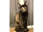 Adopt Onyx a Tortoiseshell Domestic Shorthair (short coat) cat in Mission Viejo