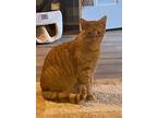 Adopt Jack a Orange or Red Tabby Domestic Shorthair (short coat) cat in