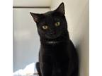 Adopt Sheba a All Black Domestic Shorthair / Mixed cat in Waldorf, MD (35916674)