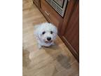 Adopt Q a White Bichon Frise / Mixed dog in San Francisco, CA (36372233)