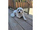 Adopt Q a White Bichon Frise / Mixed dog in San Francisco, CA (36372233)