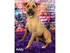Adopt Addy a Brown/Chocolate Shepherd (Unknown Type) / Mixed dog in Scottsdale