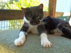 Adopt Beyonce a Black & White or Tuxedo Domestic Shorthair (short coat) cat in