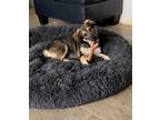 Adopt Heidi a Black - with Tan, Yellow or Fawn German Shepherd Dog / Mixed dog