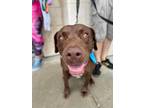 Adopt Winston Lea a Brown/Chocolate - with White Labrador Retriever dog in