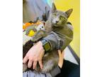 Adopt Winifred (In Foster) a Gray or Blue Domestic Shorthair (short coat) cat in