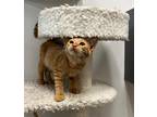 Adopt Percy a Spotted Tabby/Leopard Spotted Domestic Shorthair / Mixed cat in