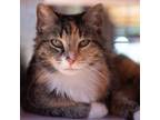 Adopt Sumia a Calico or Dilute Calico Domestic Shorthair / Mixed cat in Kanab