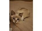 Adopt ANGEL a Siamese cat in Calimesa, CA (36145051)