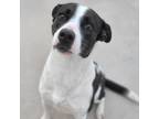Adopt Manzanita a Black Pit Bull Terrier / Mixed dog in Edinburg, TX (34062583)