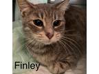 Adopt Finley a Gray, Blue or Silver Tabby Domestic Shorthair (short coat) cat in