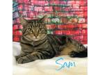 Adopt Sam Fellow a Brown Tabby Domestic Shorthair (short coat) cat in