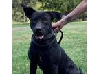 Adopt Sadie a Black Labrador Retriever / Mixed dog in Wadena, MN (35987471)
