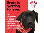 Adopt BIG BRUCE* a Black Great Dane / Mixed dog in El Dorado, KS (37887487)