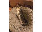 Adopt Pippin* a Gray, Blue or Silver Tabby American Shorthair (short coat) cat