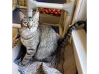 Adopt Destiny a Tortoiseshell Domestic Shorthair / Mixed cat in Albert Lea