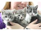 Adopt KITTENS! KITTENS! KITTENS! a Domestic Shorthair / Mixed (short coat) cat