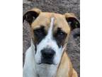 Adopt Rosie a Boxer / Mixed Breed (Medium) / Mixed dog in WAYNESVILLE